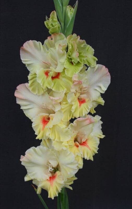  Gladiolas 315 Sapņu Pils 5 gab